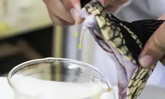 女子靠蛇毒赚50亿,广西女子靠蛇毒身价几十亿