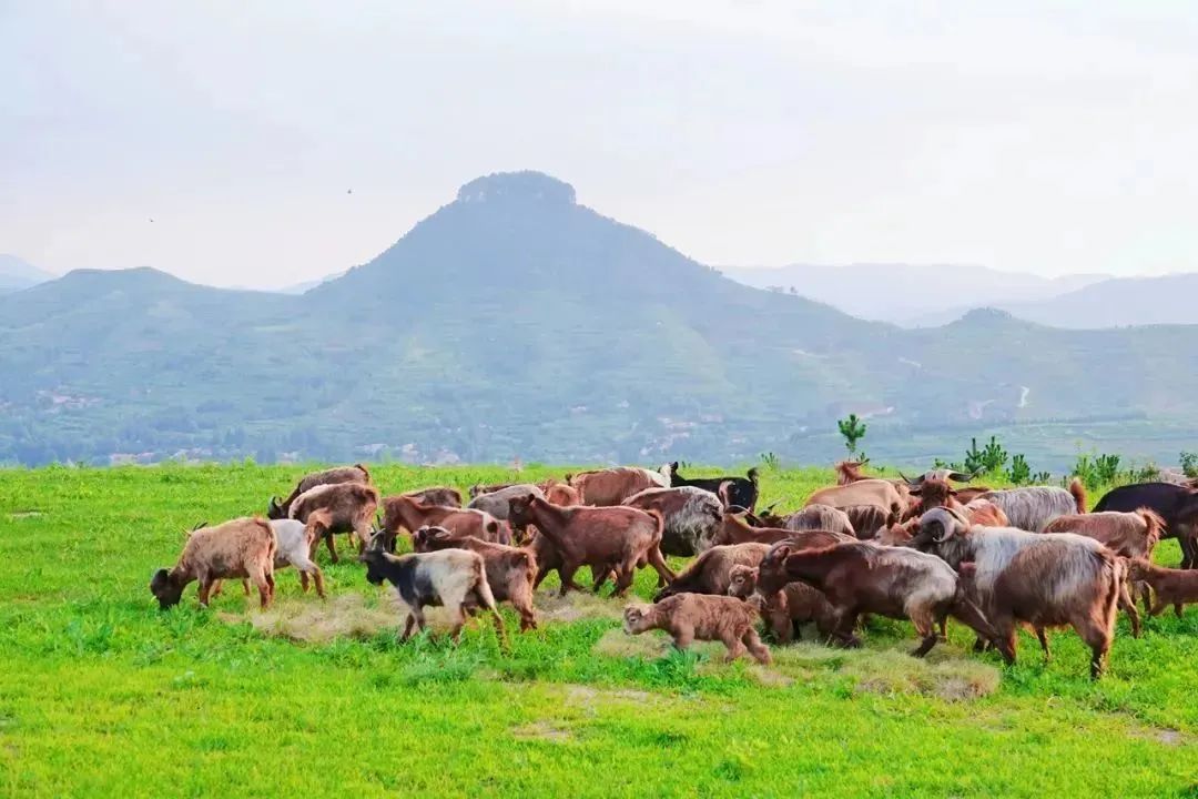 山东有海有雪有山有平原,山东有没有广阔草原