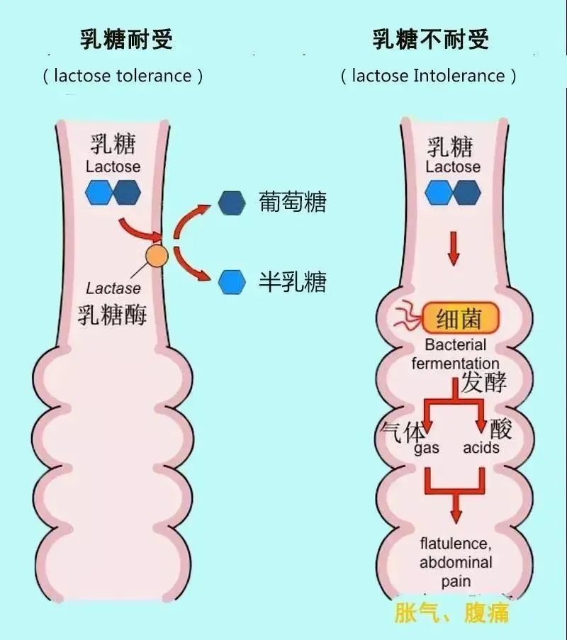 每天喝酸奶变瘦了,每天喝酸奶身体会咋样