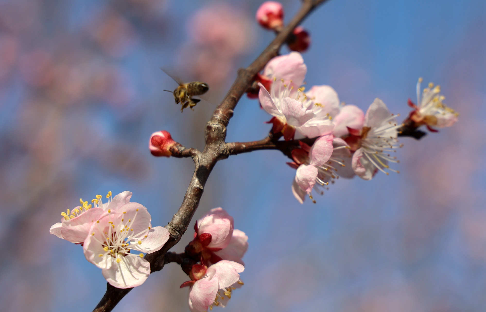 “云”上摄影展丨《徐村*光春**美人勤春来早》