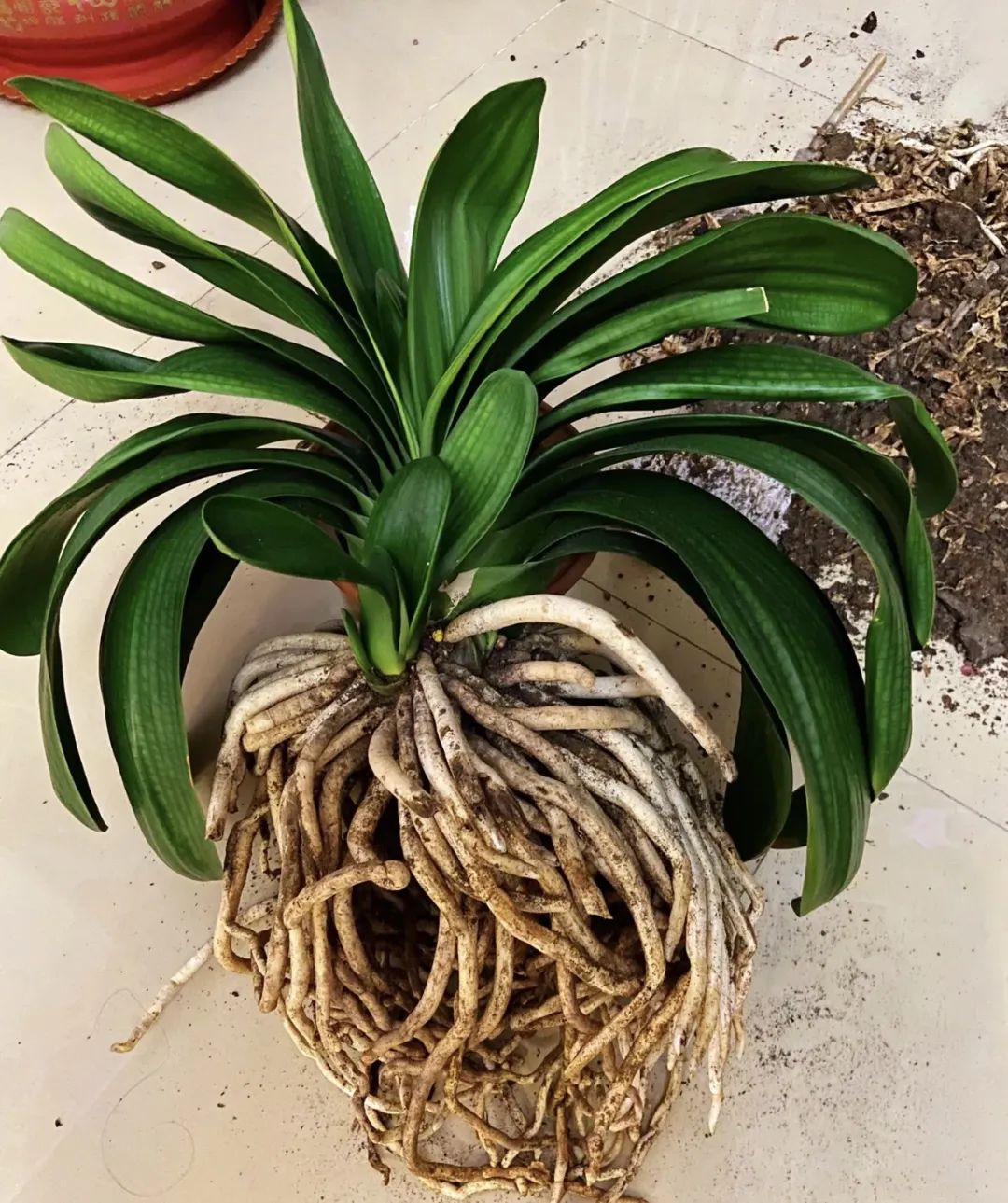 十种不适合浇水的花,长期缺水的花如何浇水