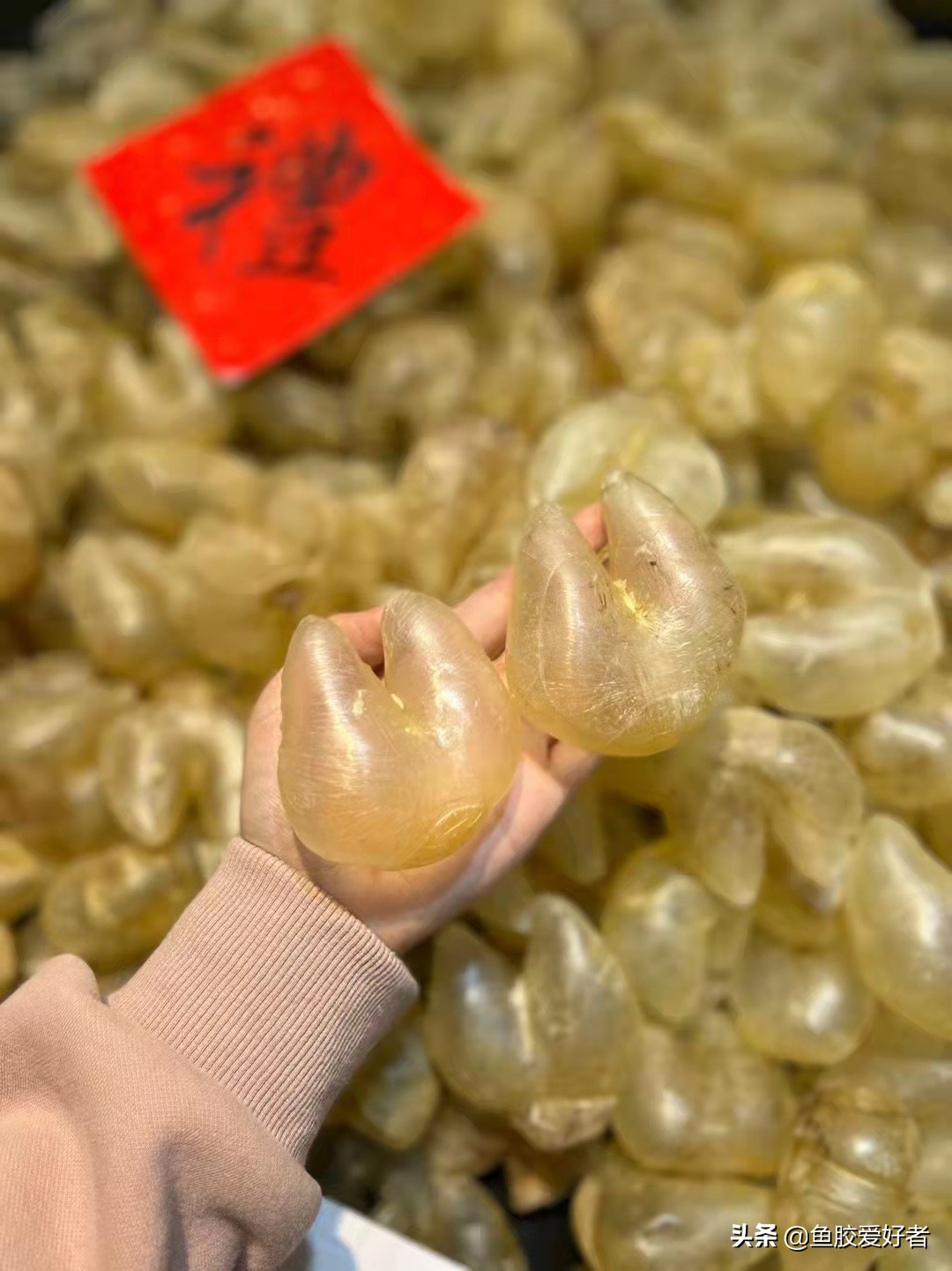 最全鱼胶品种大全,值得收藏的鱼胶品种