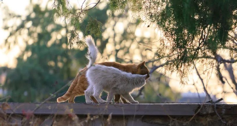 70万网友在线围观我家猫猫“搞黄色”：越看越上头，越看越变态