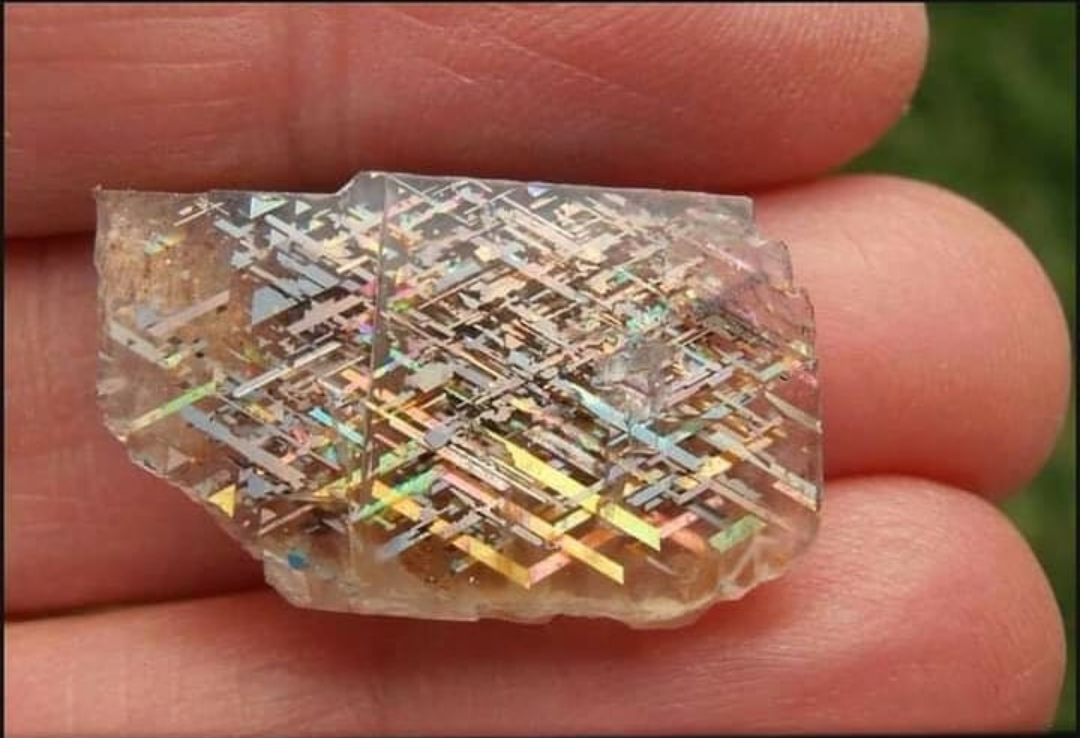 在澳大利亚你可以发现什么,澳大利亚到处能看到动物