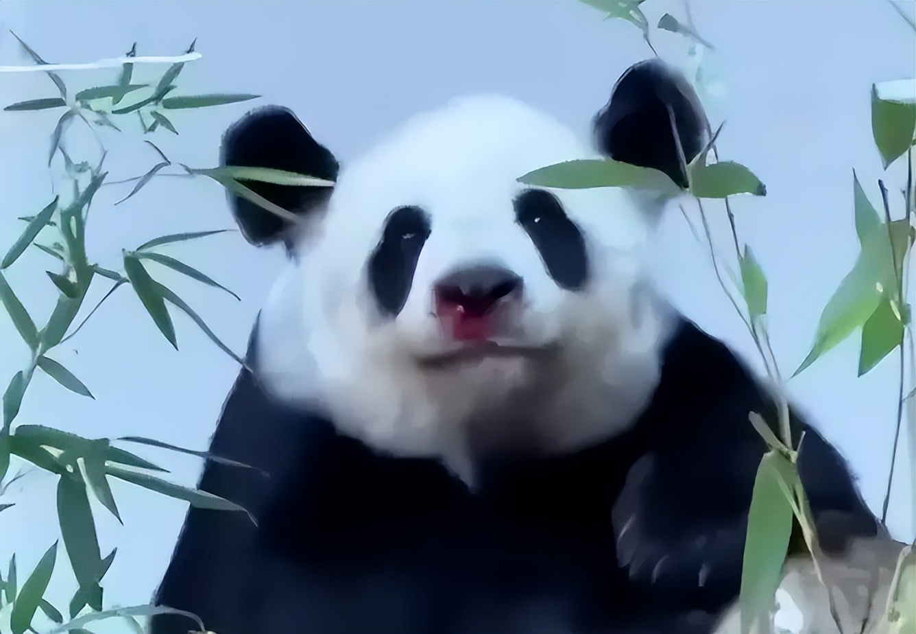 泰国不再被中国人喜爱?背后原因令人深思，网友：怕你噶我腰子！