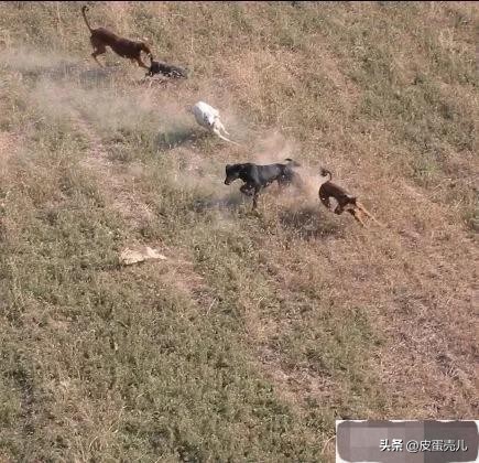 庄稼地里的野兔怎么驱除,地里野兔太多有没有驱赶的好方法