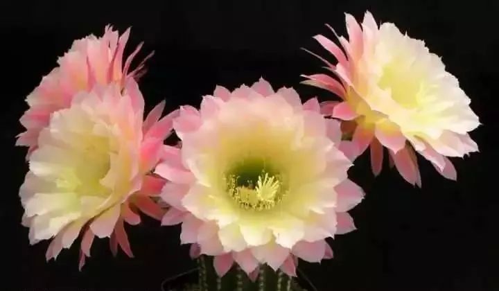 200种·仙人球开花图鉴，大开眼界，美到爆