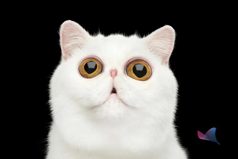 眼白发黄需要注意什么,眼白发黄是肝脏怎么了