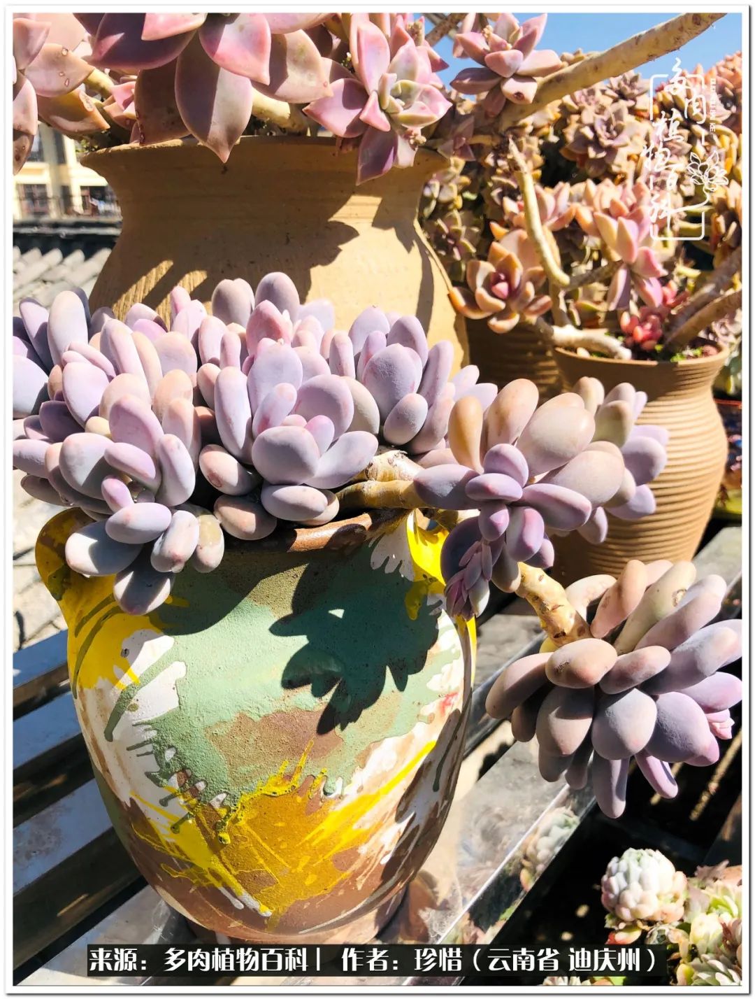 给生命一份淡然还岁月一份从容,给生命留一份洒脱的话