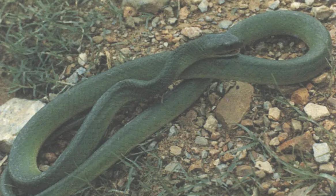 蛇类大全图鉴,蛇类大全