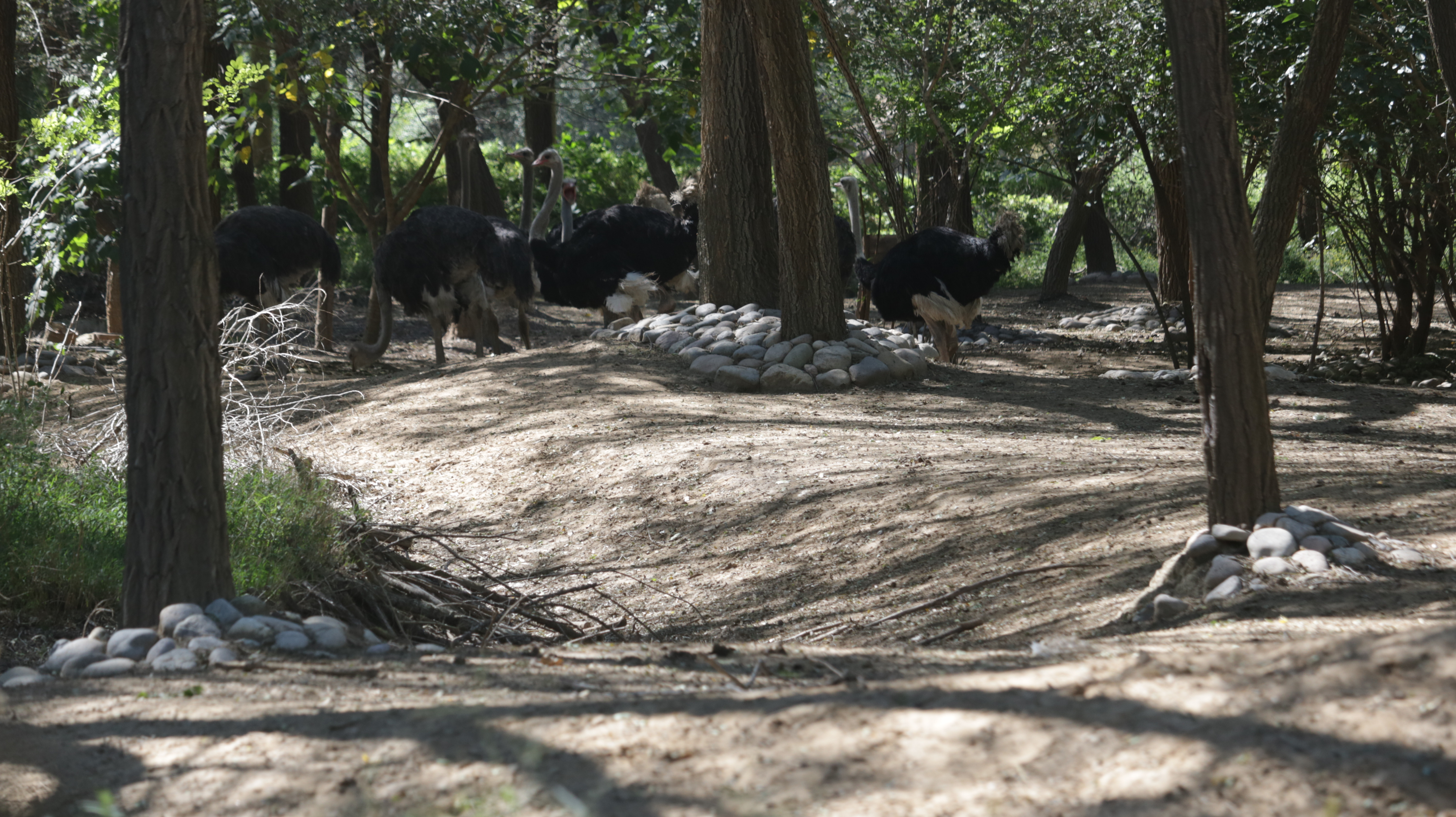 光发心语（F1-F85）：大师之道咏诵「2022年10月5日」#Friendship