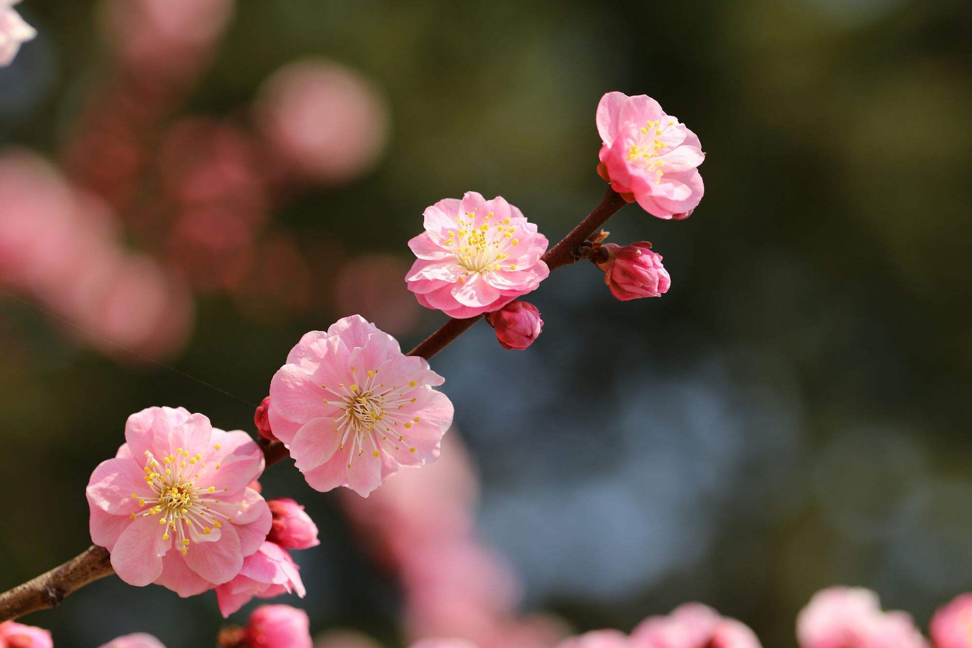 拍摄技巧如何拍摄好看的花卉照片,拍摄花卉技巧大全图片