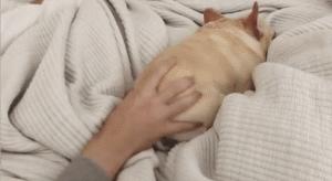 狗狗最敏感的地方是哪里,狗狗最渴望被摸的几个部位