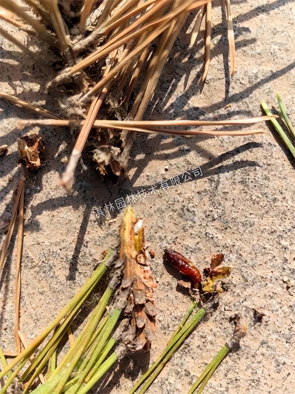 松树针枯病是什么原因,松树枯梢是什么原因