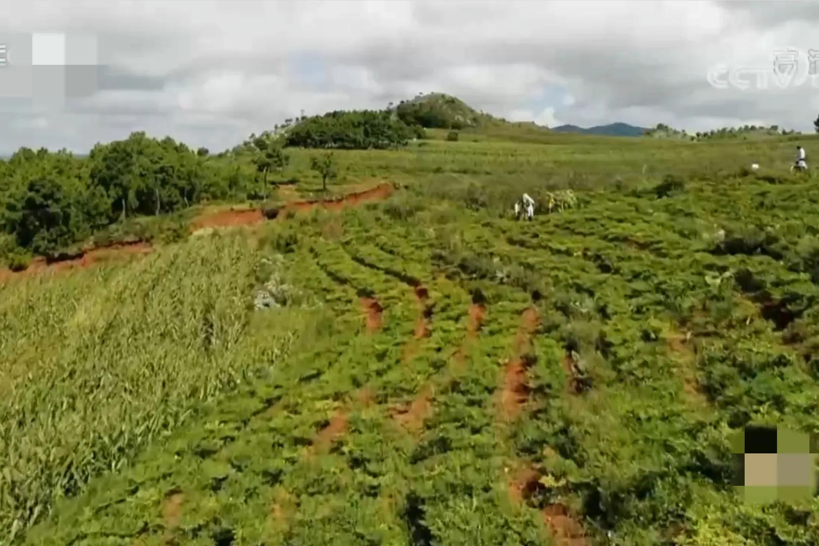 200亩荒山变成聚宝盆,愚公移苍山荒山化作聚宝盆