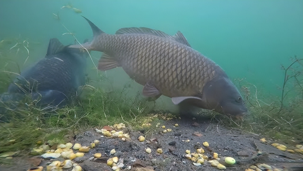 50斤的鲤鱼有多长多宽,50斤鱼算大吗