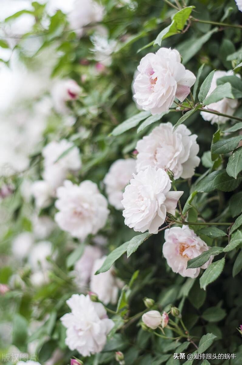 生如夏花灿烂的时候,生如夏花绚烂绽放歌曲视频