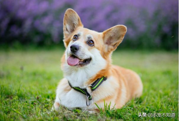 跳蚤卵什么环境下不存活,跳蚤的卵在什么条件下能生存