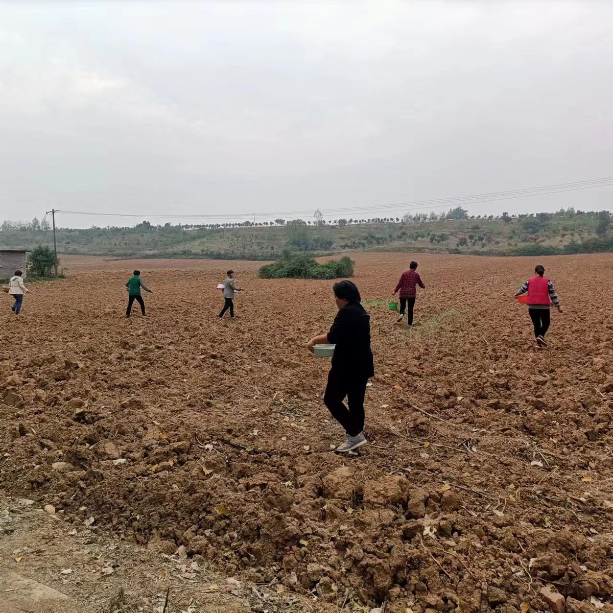 做强烟叶产业助推乡村振兴安良镇 (白沙镇烟叶产业蓬勃发展)