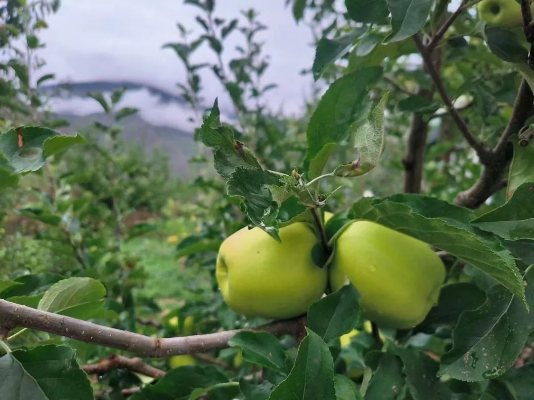 途远集团携手Bizworld硅谷少年财商营，走进“雪山脚下木栏村”