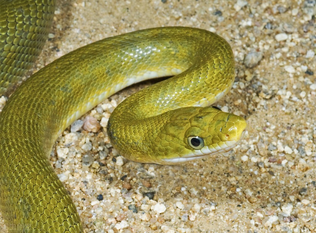 泰国震碎三观冷知识,一分钟泰国冷知识