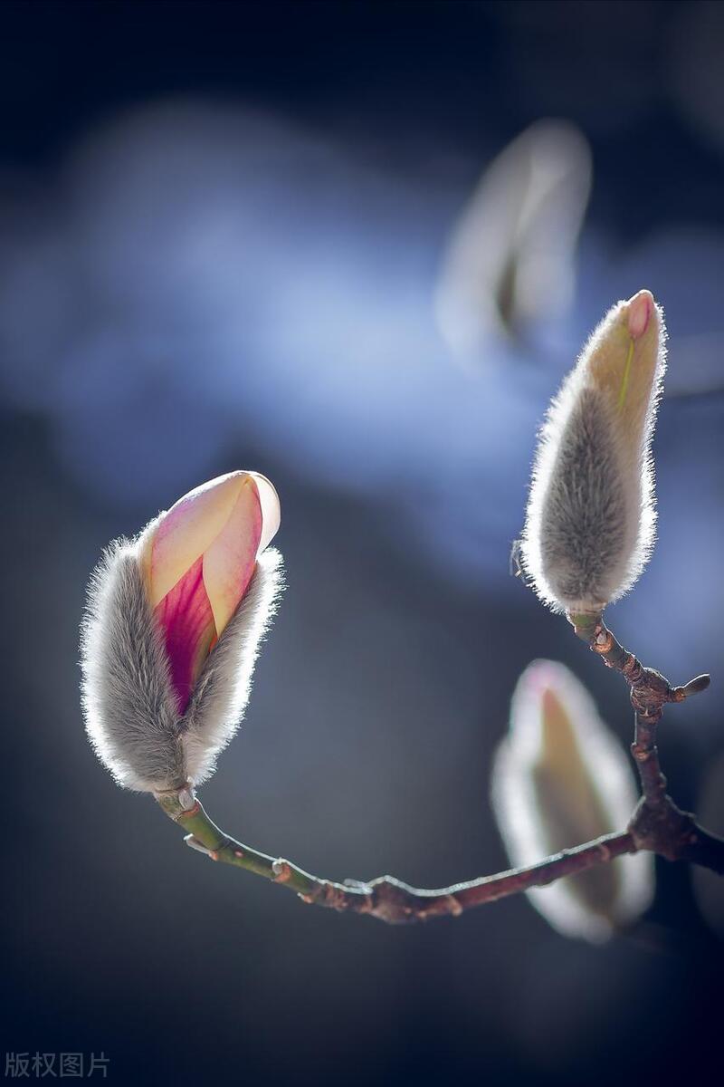 拍摄技巧如何拍摄好看的花卉照片,拍摄花卉技巧大全图片