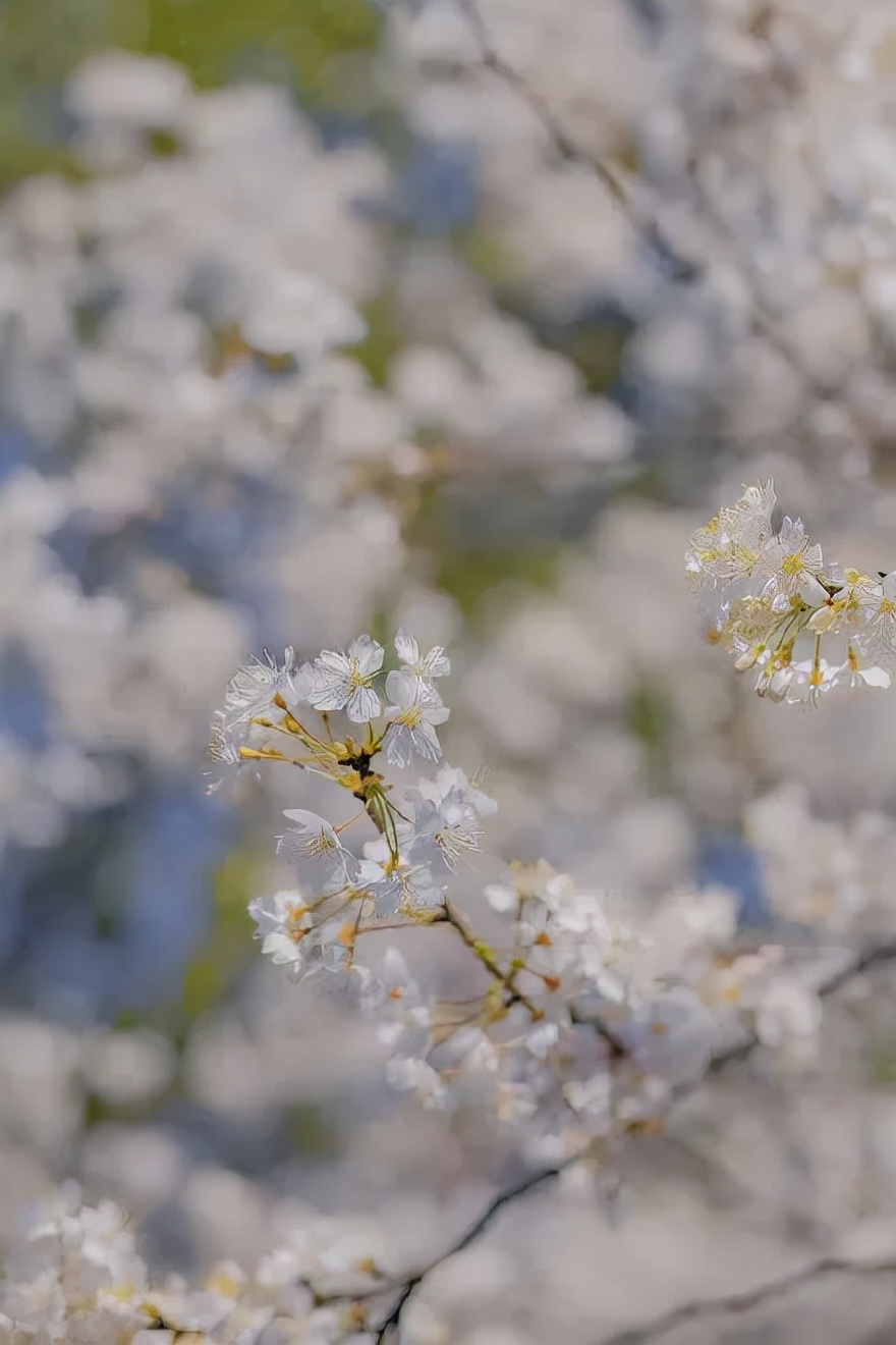 世界级的赏樱花的地方原来在这里,赏樱花的地方都在哪里