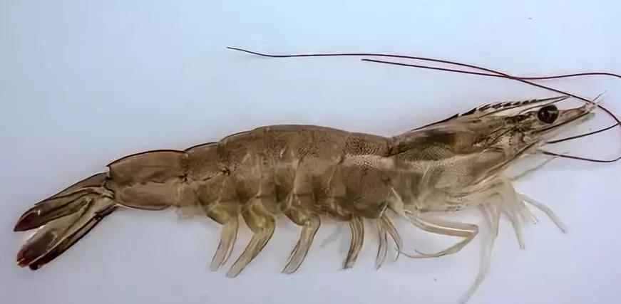 对虾养殖的碳氮磷比,对虾溶氧与产量的关系