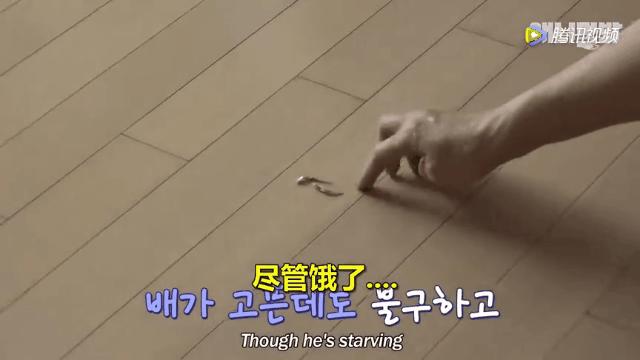 怎么给猫用中医把脉,中医给猫咪吃中药