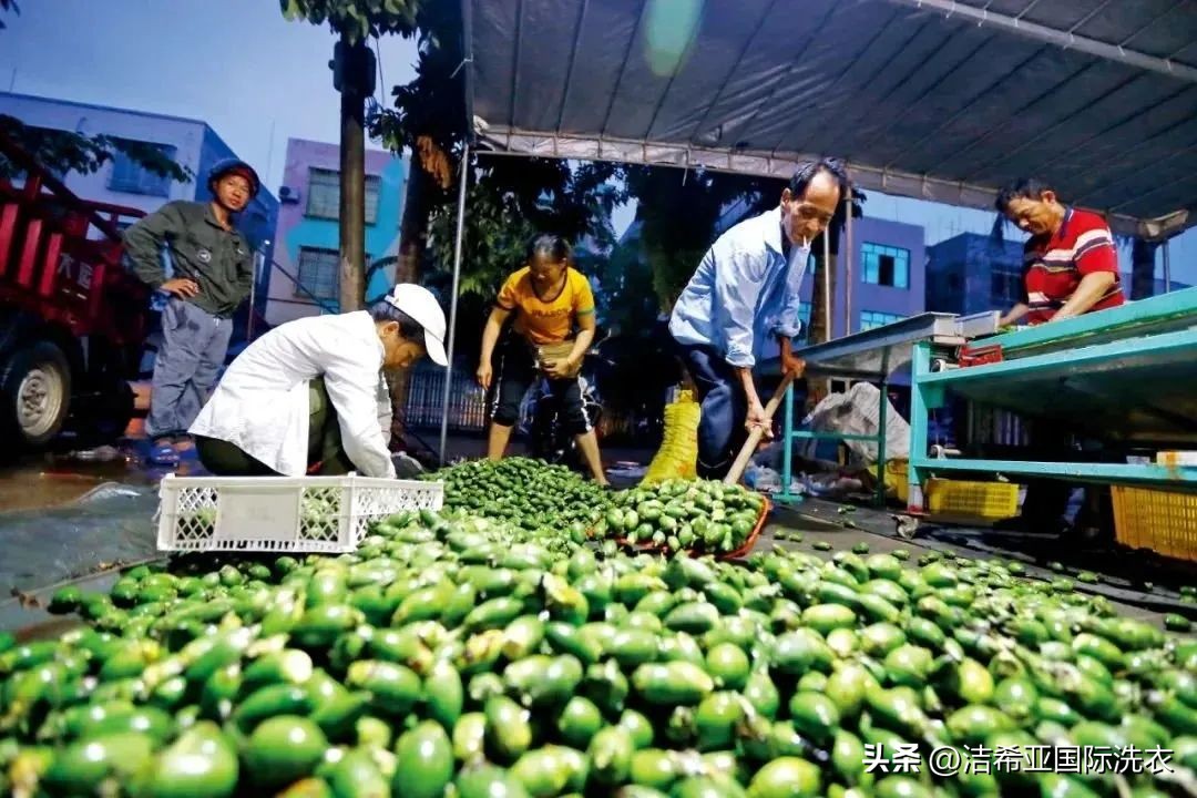 槟榔危害科普新闻,槟榔的危害究竟有多大