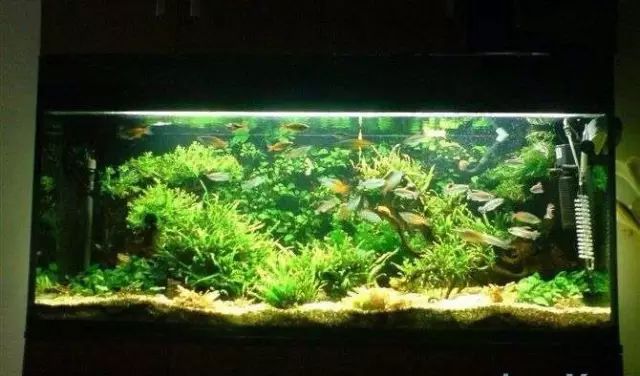 滤材的选择与摆放详解,滤材多久才能养好