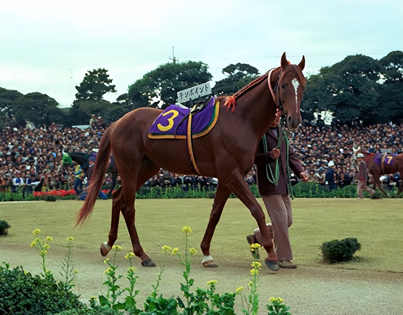 为何马只要断了一条腿，就很难活下来？人类可不可以给马装假肢？