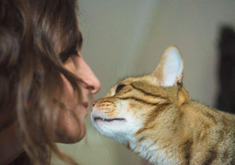 猫咪养久了，劝你别丢，这些后果你承受不了