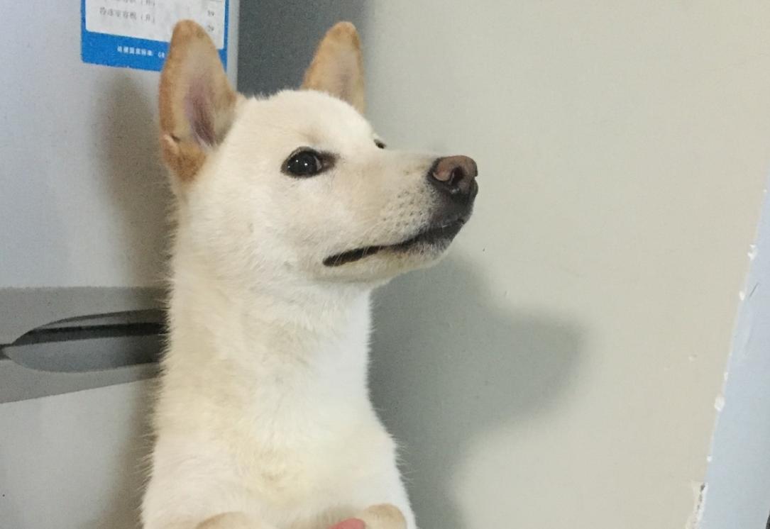 新手养柯基建议公的还是母的,柯基公狗好还是母的好