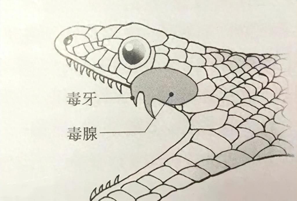 蛇岛生态链惊现老鼠吃蛇,2万条蛇成口粮引关注