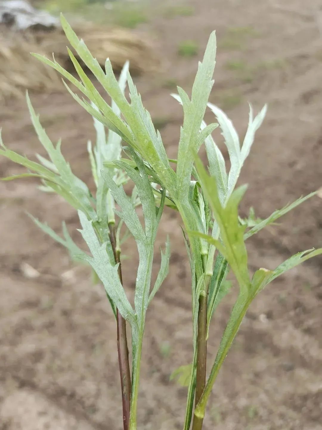古代现代，古人今人，都只是长江做过的梦，来来去去丨周末读诗