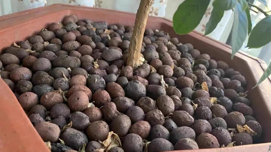 花盆里面撒几十粒复合肥可以吗,盆里扔两样东西养花十年不烂根