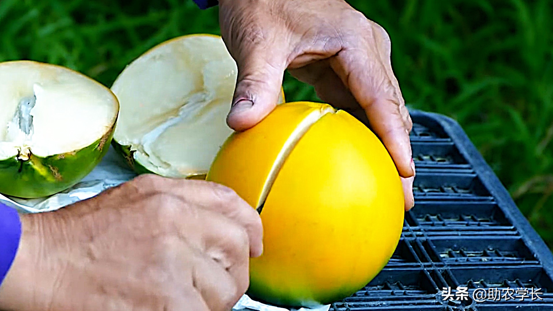 果冻果是什么,果冻果是什么东西