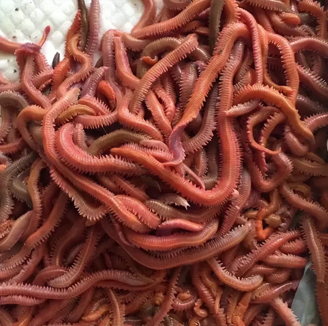 海钓沙蚕怎么挂饵,海钓青沙蚕好还是红沙蚕好