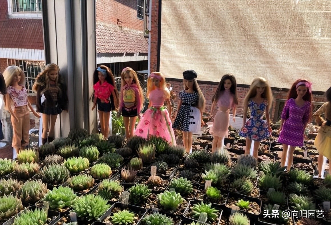 水养玉露生根,玉露不浇水能生根吗