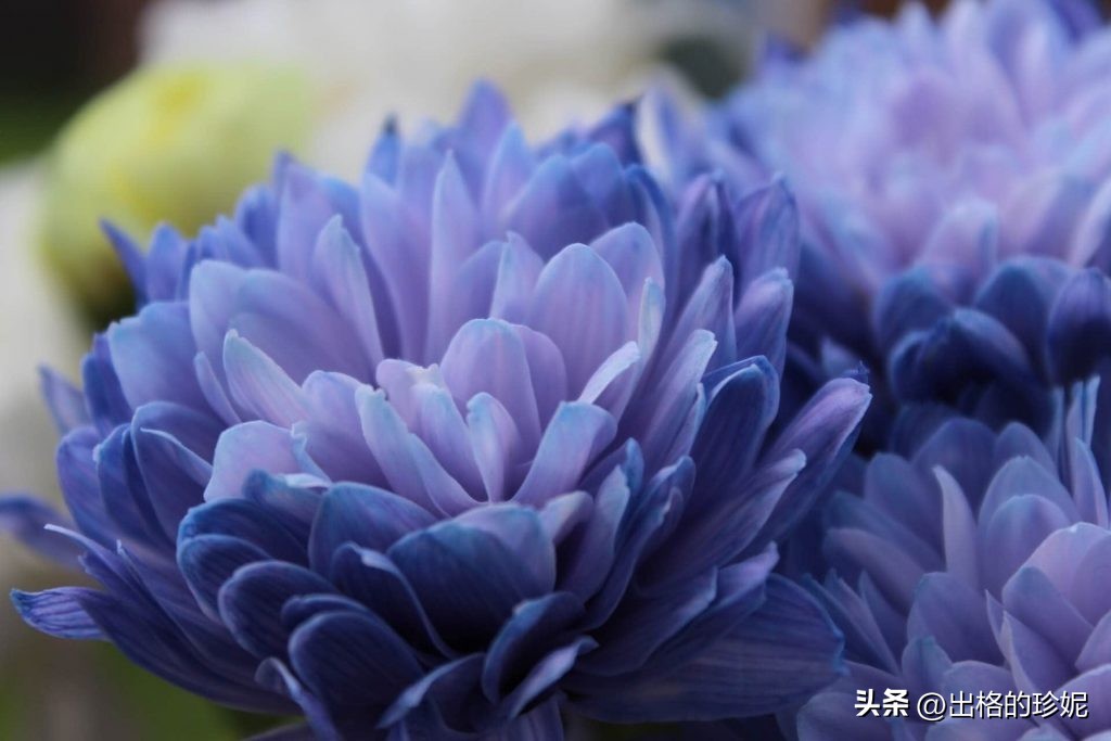 各种颜色菊花代表什么象征意义,菊花的颜色的象征意义