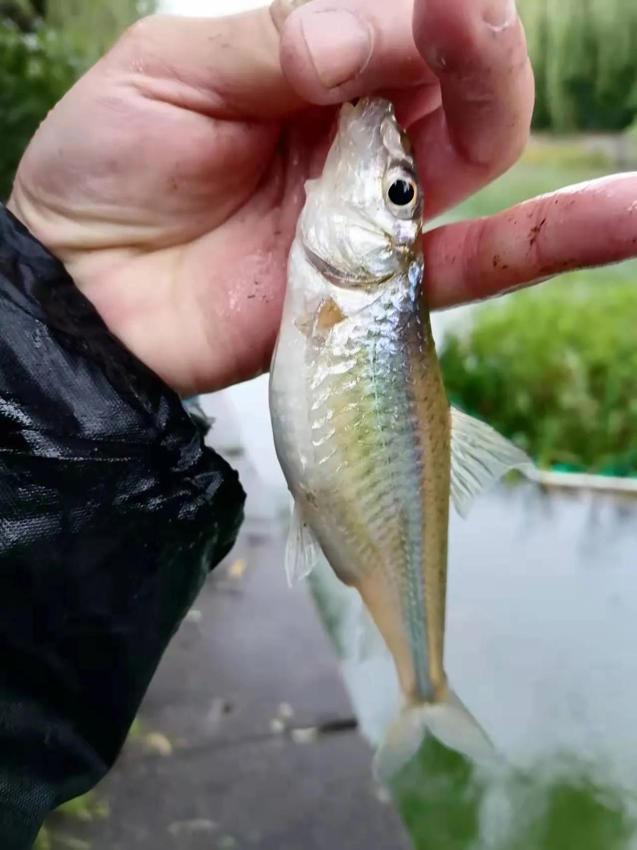 钓界丑闻，李大毛和爱徒“直播对骂”，扯出张姨是炒作吗？