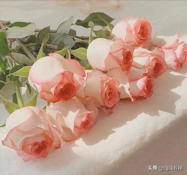 送母亲送什么花合适康乃馨,除了康乃馨送妈妈什么花最好