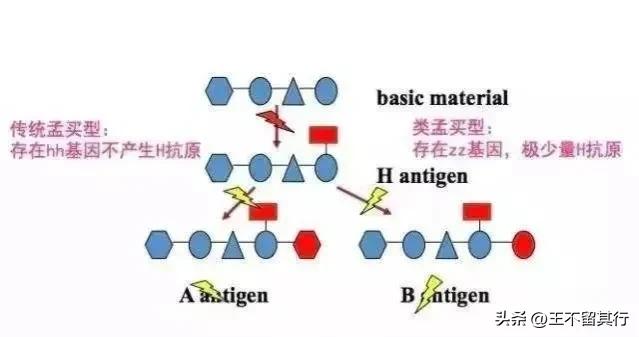 长沙发现一例恐龙血血型,长沙罕见恐龙血型