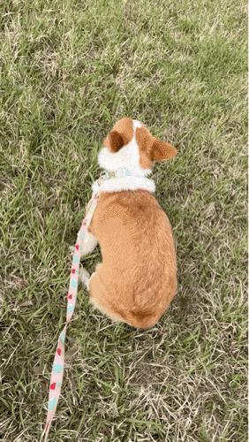 一晚上连炫16颗生鸡蛋，偷吃柯基秒变粑粑喷射“基”