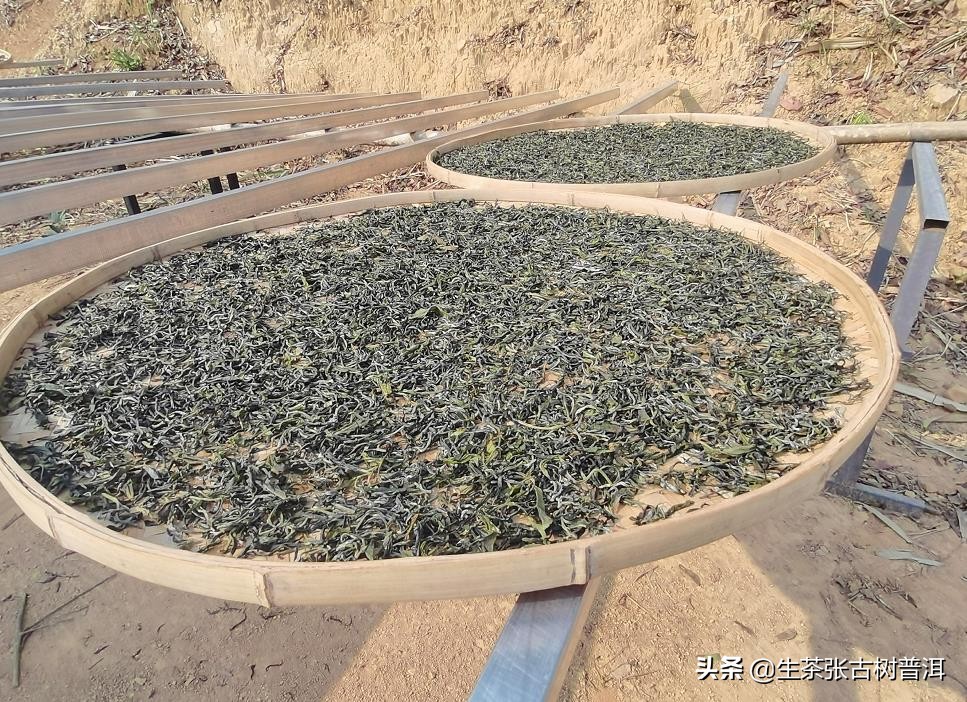 普洱茶每个步骤都需要精湛的工艺,了解普洱茶的必备知识有哪些方面
