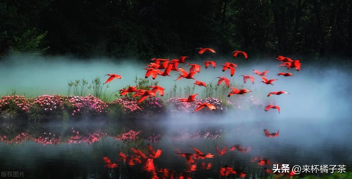 长隆和长鹿哪个门票便宜,长鹿动物园和长隆动物园哪个好玩