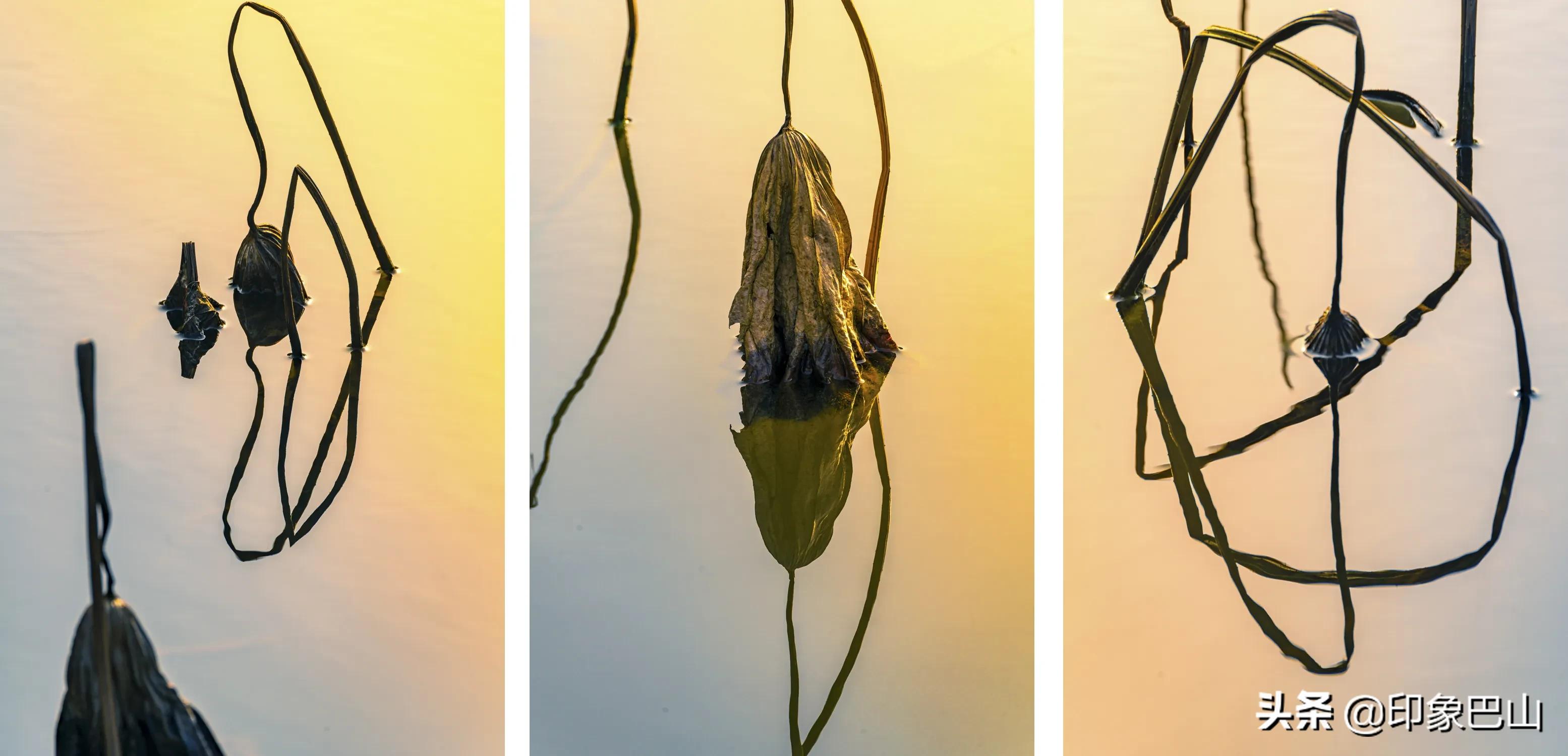 再发禅荷一组：岁月轮回一叶一菩提