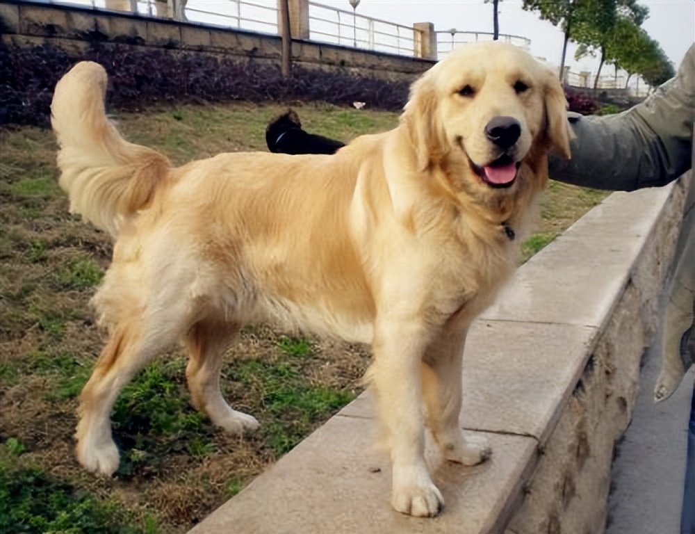 哪种宠物狗卖得最好养,养狗首选这7种狗价格便宜又漂亮