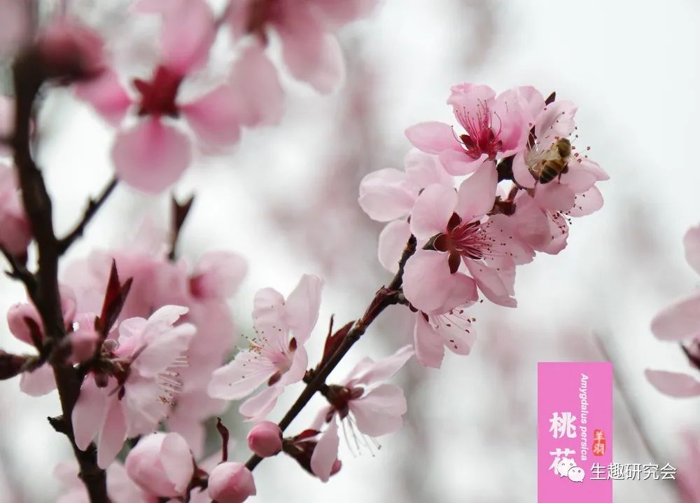 九种春花辨别,常见春花极简识别法